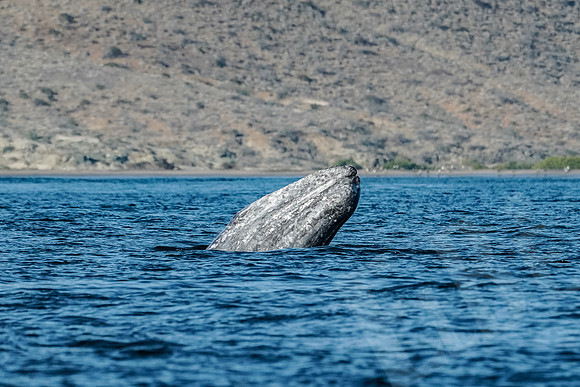 Baja_1079_011422