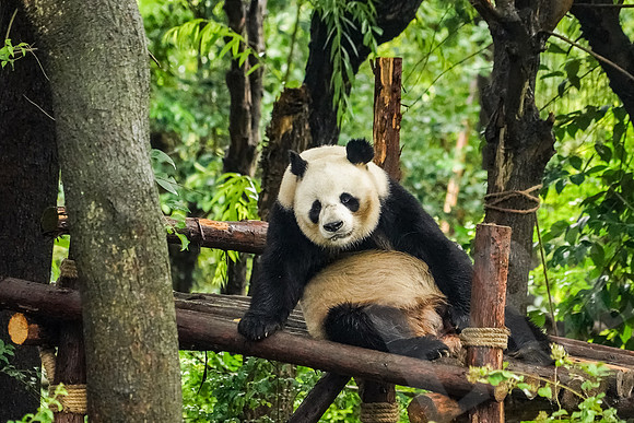 PandaBase_184_051718