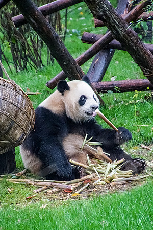PandaBase_053_051718