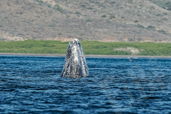 Baja_1090_011422