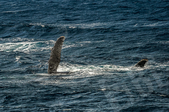 Baja_442_011122