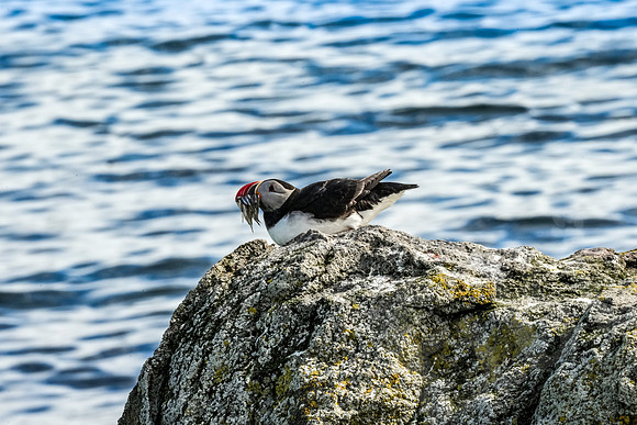 Iceland_264_063022