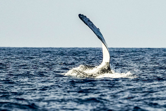 Hawaii_0950_020123