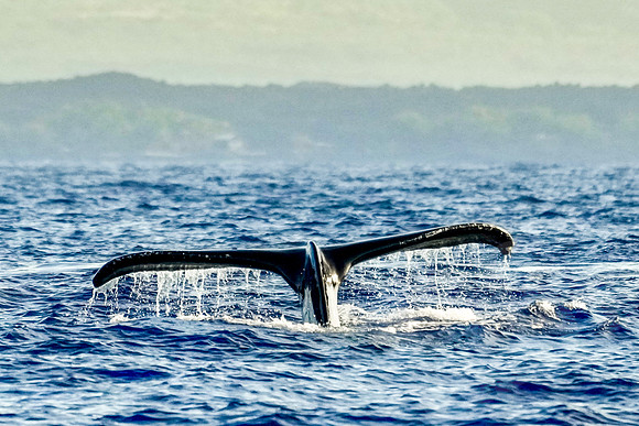 Hawaii_0989_020123