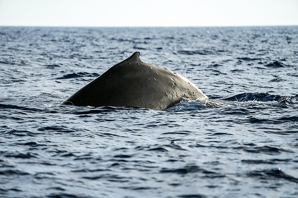 Hawaii_1003_020123