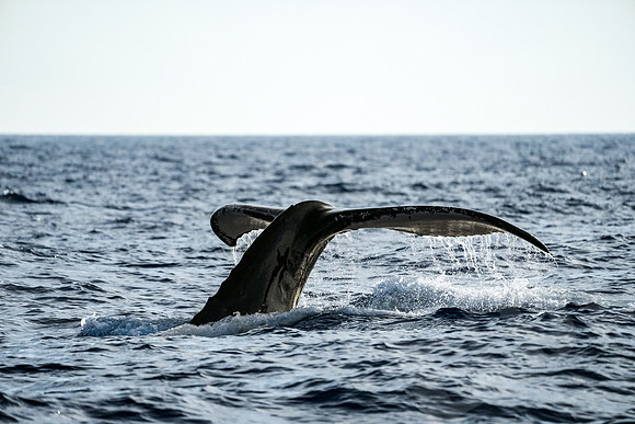 Hawaii_1011_020123
