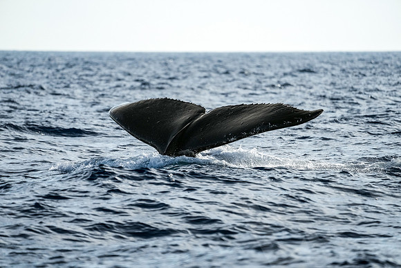 Hawaii_1016_020123
