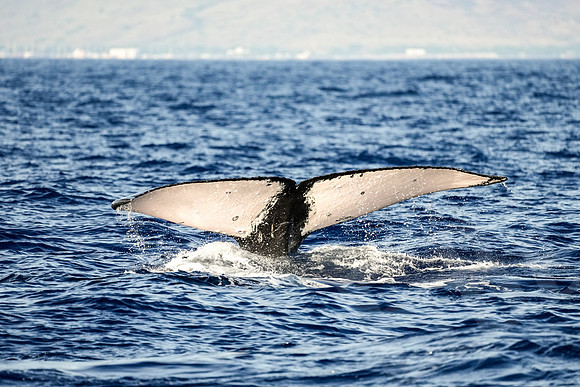 Hawaii_1033_020123