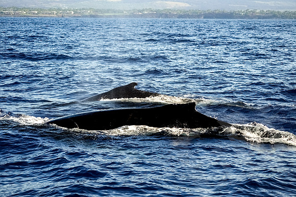 Hawaii_1080_020123