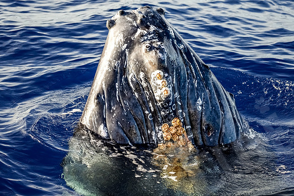 Hawaii_1105_020123