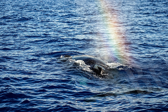 Hawaii_1092_020123