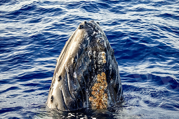Hawaii_1111_020123