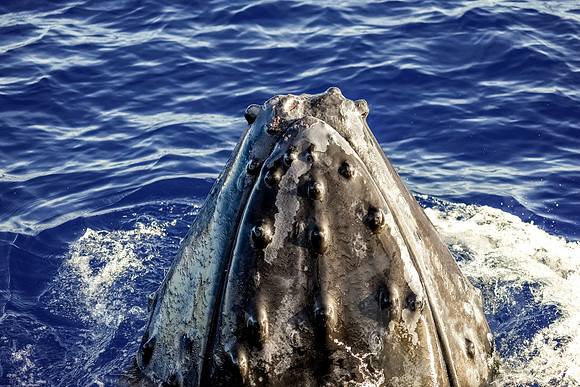 Hawaii_1129_020123