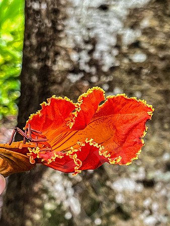 Hawaii_1441_020323