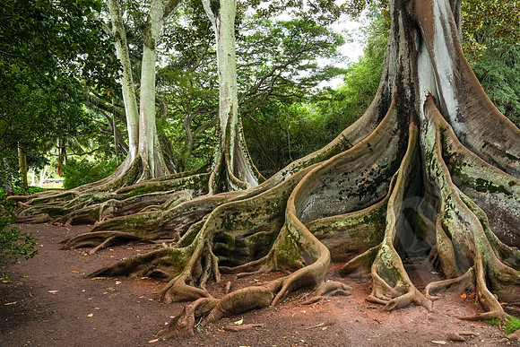 Hawaii_1439_020323