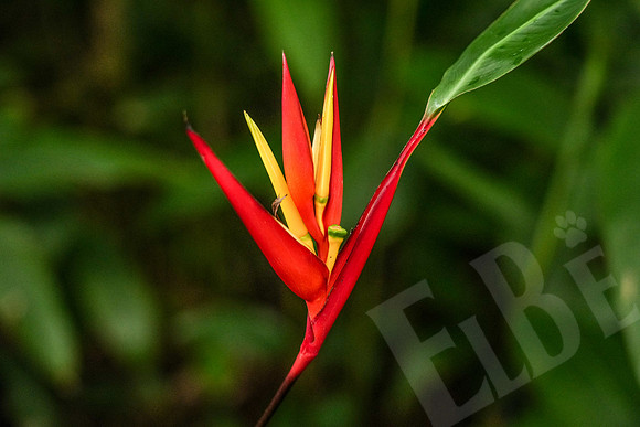 Hawaii_1461_020323