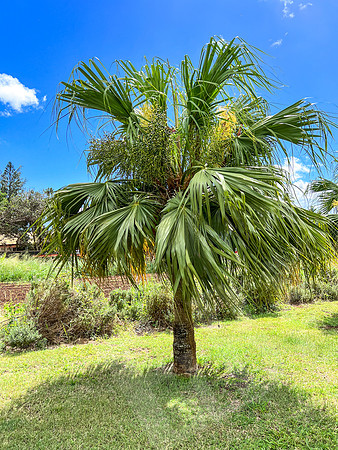 Hawaii_1659_020523