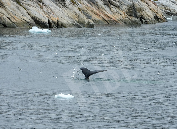 Greenland_0502_080326