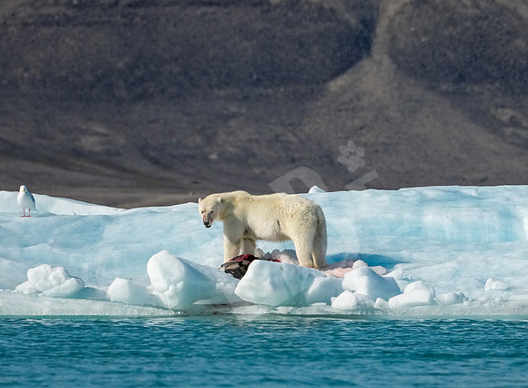 Greenland_1096_080726
