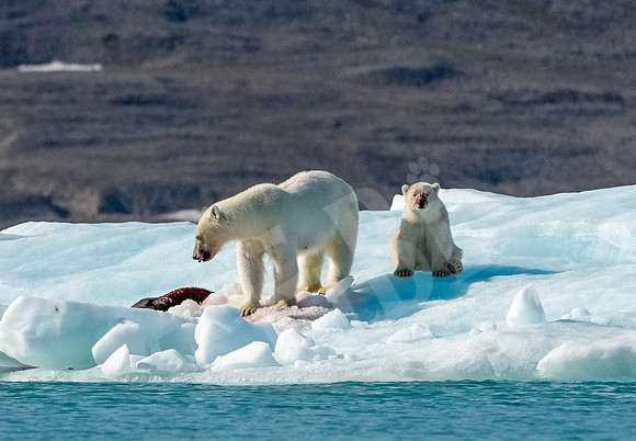Greenland_1125_080726