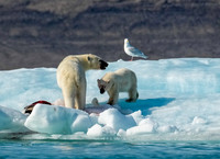 Greenland & Arctic Canada