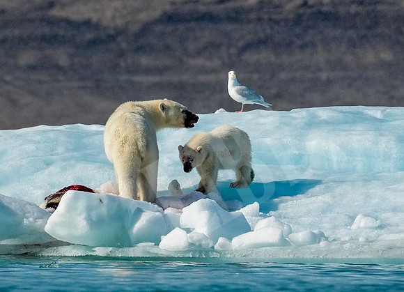Greenland_1118_080726