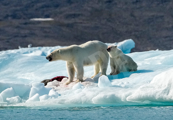 Greenland_1126_080726