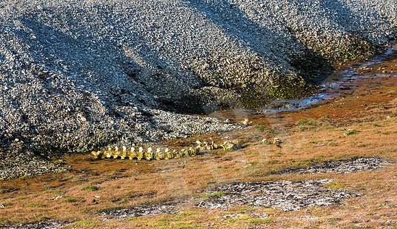 Greenland_1223_080926