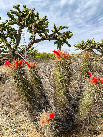 Baja_1453_011222