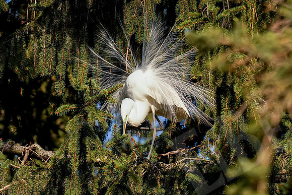 Egrets_040_040321