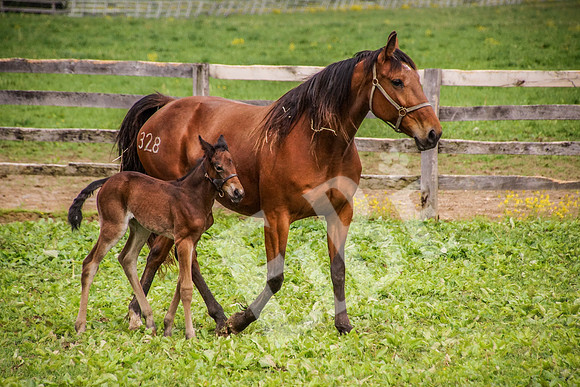 HanoverFarms_017_20130511