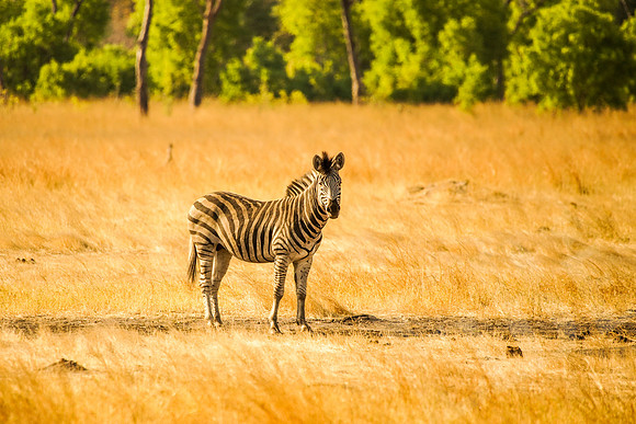 HwangeZimbabwe_021_101517