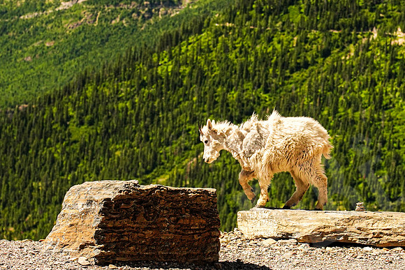 369_GlacierNP_072119