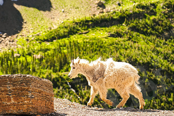 370_GlacierNP_072119