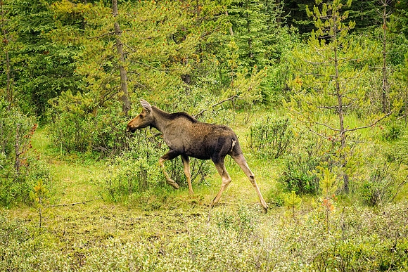 727_Jasper_072519