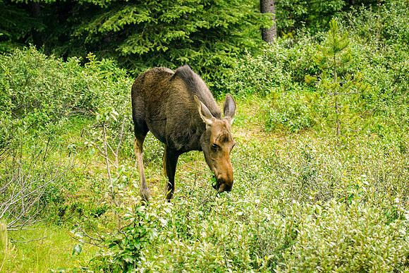 735_Jasper_072519