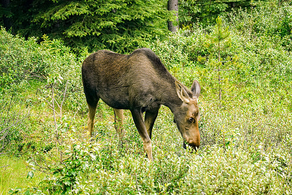 741_Jasper_072519