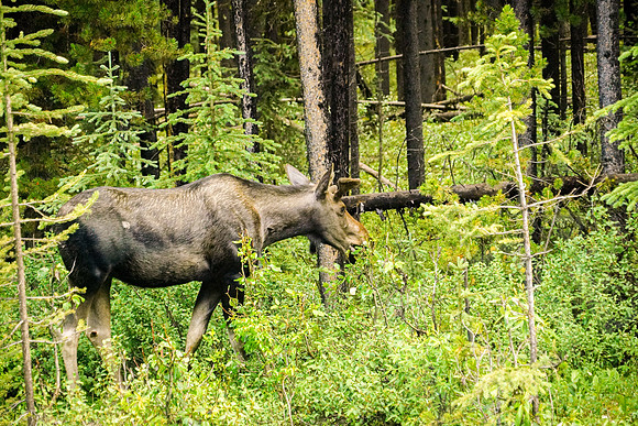 787_Jasper_072519