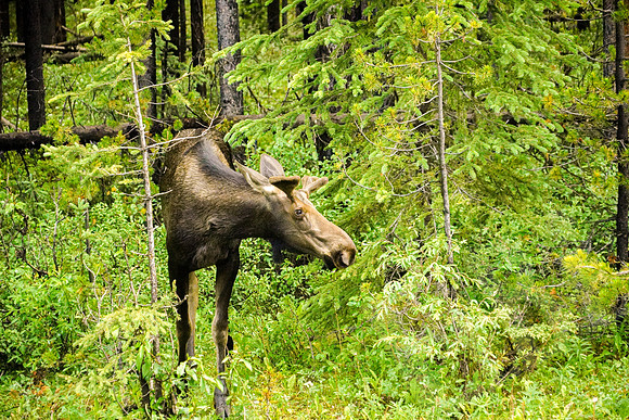 788_Jasper_072519