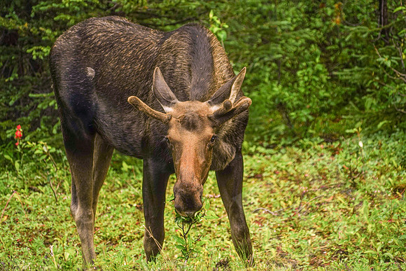 796_Jasper_072519