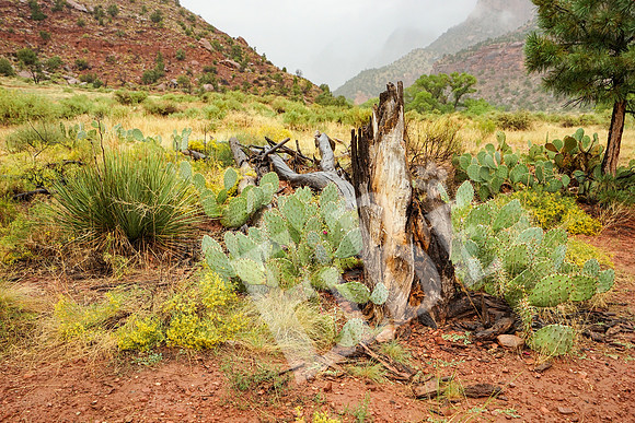 ZionCanyon_3048_09-21-16