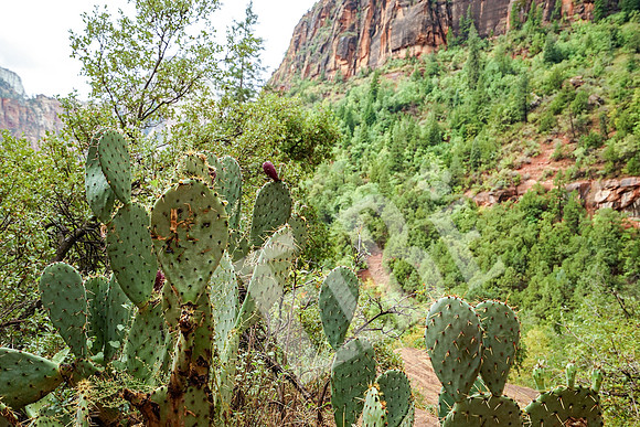 ZionCanyon_3186_09-22-16