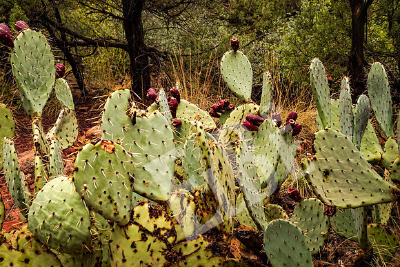ZionCanyon_3211_09-22-16