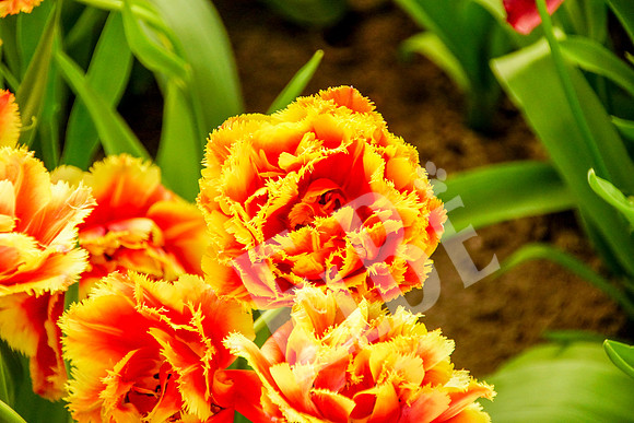 Amsterdam_157_042517