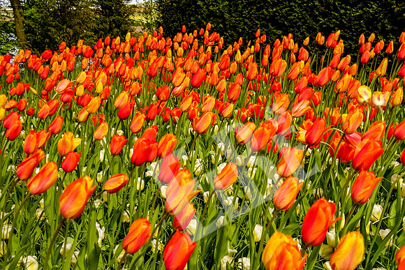 Amsterdam_175_042517