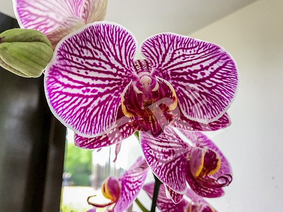 Amsterdam_324_042517