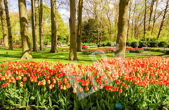 Amsterdam_140_042517