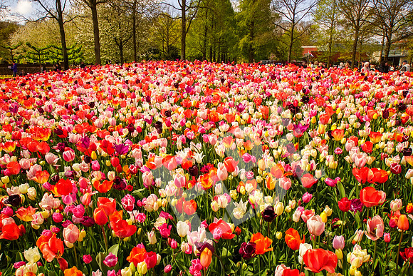 Amsterdam_106_042517