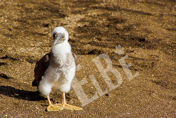 PuertoEgas_206_20131110P