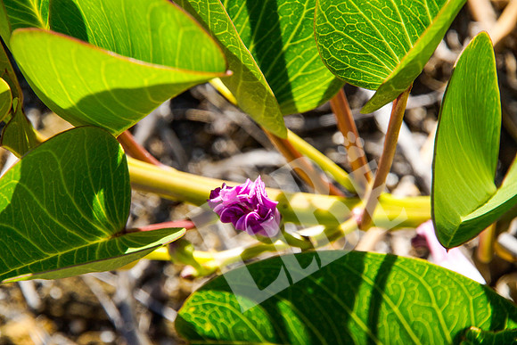 PuertoEgas_316_20131110P
